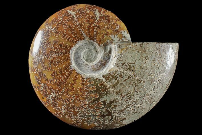 Polished Ammonite (Cleoniceras) Fossil - Madagascar #166397